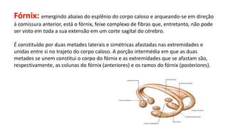 Fórnix: emergindo abaixo do esplênio do corpo caloso e arqueando-se em direção
à comissura anterior, está o fórnix, feixe complexo de fibras que, entretanto, não pode
ser visto em toda a sua extensão em um corte sagital do cérebro.
É constituído por duas metades laterais e simétricas afastadas nas extremidades e
unidas entre si no trajeto do corpo caloso. A porção intermédia em que as duas
metades se unem constitui o corpo do fórnix e as extremidades que se afastam são,
respectivamente, as colunas do fórnix (anteriores) e os ramos do fórnix (posteriores).
 