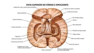 VISTA SUPERIOR DO FÓRNIX E HIPOCAMPO
 
