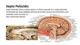 Septo Pelúcido:
Septo Pelúcido Entre o corpo caloso e o fórnix estende-se o septo pelúcido,
constituído por duas delgadas lâminas de tecido nervoso que delimitam uma
cavidade muito estreita, a cavidade do septo pelúcido. O septo pelúcido separa os
dois ventrículos laterais.
 