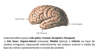 Cada hemisfério possui três pólos: Frontal, Occipital e Temporal;
e três faces: Súpero-lateral (convexa); Medial (plana); e Inferior ou base do
cérebro (irregular), repousando anteriormente nos andares anterior e médio da
base do crânio e posteriormente na tenda do cerebelo.
 
