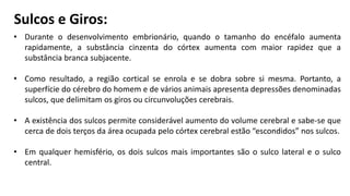 • Durante o desenvolvimento embrionário, quando o tamanho do encéfalo aumenta
rapidamente, a substância cinzenta do córtex aumenta com maior rapidez que a
substância branca subjacente.
• Como resultado, a região cortical se enrola e se dobra sobre si mesma. Portanto, a
superfície do cérebro do homem e de vários animais apresenta depressões denominadas
sulcos, que delimitam os giros ou circunvoluções cerebrais.
• A existência dos sulcos permite considerável aumento do volume cerebral e sabe-se que
cerca de dois terços da área ocupada pelo córtex cerebral estão “escondidos” nos sulcos.
• Em qualquer hemisfério, os dois sulcos mais importantes são o sulco lateral e o sulco
central.
Sulcos e Giros:
 