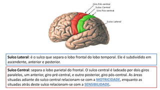 Sulco Lateral: é o sulco que separa o lobo frontal do lobo temporal. Ele é subdividido em
ascendente, anterior e posterior.
Sulco Central: separa o lobo parietal do frontal. O sulco central é ladeado por dois giros
paralelos, um anterior, giro pré-central, e outro posterior, giro pós-central. As áreas
situadas adiante do sulco central relacionam-se com a MOTRICIDADE, enquanto as
situadas atrás deste sulco relacionam-se com a SENSIBILIDADE.
 