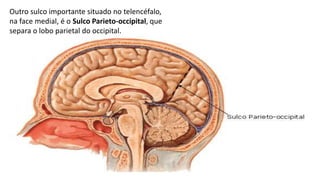 Outro sulco importante situado no telencéfalo,
na face medial, é o Sulco Parieto-occipital, que
separa o lobo parietal do occipital.
 