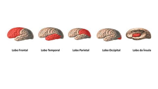 Lobo Frontal Lobo Temporal Lobo Parietal Lobo Occipital Lobo da Ínsula
 