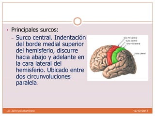 • Principales surcos:
–

Surco central. Indentación
del borde medial superior
del hemisferio, discurre
hacia abajo y adelante en
la cara lateral del
hemisferio. Ubicado entre
dos circunvoluciones
paralela.

Lic. Jamnyce Altamirano

14/12/2013

 