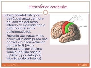 Hemisferios cerebrales
Lóbulo parietal. Está por
detrás del surco central y
por encima del surco
lateral y se extiende hacia
atrás hasta el surco
parietooccipital.
– Presenta dos surcos y tres
circunvoluciones (surco pos
central y la circunvolución
pos central) (surco
interparietal por encima
tiene el lobulillo parietal
superior y por debajo el
lobulillo parietal interior).
Lic. Jamnyce Altamirano

14/12/2013

 