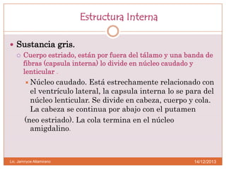 Estructura Interna
 Sustancia gris.
 Cuerpo estriado, están por fuera del tálamo y una banda de
fibras (capsula interna) lo divide en núcleo caudado y
lenticular .
 Núcleo caudado. Está estrechamente relacionado con
el ventrículo lateral, la capsula interna lo se para del
núcleo lenticular. Se divide en cabeza, cuerpo y cola.
La cabeza se continua por abajo con el putamen

(neo estriado). La cola termina en el núcleo
amigdalino.

Lic. Jamnyce Altamirano

14/12/2013

 