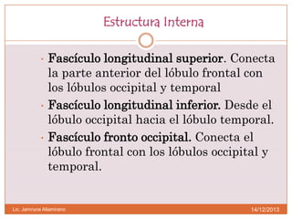 Estructura Interna





Fascículo longitudinal superior. Conecta
la parte anterior del lóbulo frontal con
los lóbulos occipital y temporal
Fascículo longitudinal inferior. Desde el
lóbulo occipital hacia el lóbulo temporal.
Fascículo fronto occipital. Conecta el
lóbulo frontal con los lóbulos occipital y
temporal.

Lic. Jamnyce Altamirano

14/12/2013

 