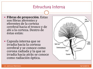 Estructura Interna
 Fibras de proyección. Estas

son fibras aferentes y
eferentes de la corteza
cerebral hacia el tronco y de
ahí a la corteza. Dentro de
éstas están:

 Capsula interna que se

irradia hacia la corteza
cerebral y se conoce como
corona radiada y la que se
irradia hacia atrás se conoce
como radiación óptica.

Lic. Jamnyce Altamirano

14/12/2013

 