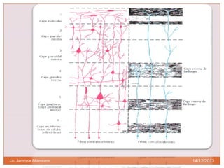 Lic. Jamnyce Altamirano

14/12/2013

 