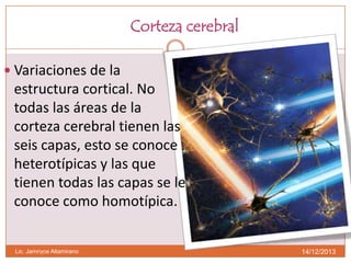 Corteza cerebral
 Variaciones de la

estructura cortical. No
todas las áreas de la
corteza cerebral tienen las
seis capas, esto se conoce
heterotípicas y las que
tienen todas las capas se le
conoce como homotípica.

Lic. Jamnyce Altamirano

14/12/2013

 