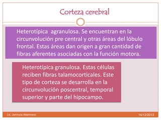 Corteza cerebral
 Heterotípica

agranulosa. Se encuentran en la
circunvolución pre central y otras áreas del lóbulo
frontal. Estas áreas dan origen a gran cantidad de
fibras aferentes asociadas con la función motora.
Heterotípica granulosa. Estas células
reciben fibras talamocorticales. Este
tipo de corteza se desarrolla en la
circunvolución poscentral, temporal
superior y parte del hipocampo.

Lic. Jamnyce Altamirano

14/12/2013

 