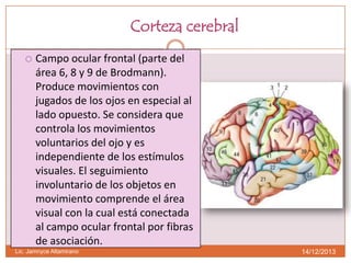 Corteza cerebral


Campo ocular frontal (parte del
área 6, 8 y 9 de Brodmann).
Produce movimientos con
jugados de los ojos en especial al
lado opuesto. Se considera que
controla los movimientos
voluntarios del ojo y es
independiente de los estímulos
visuales. El seguimiento
involuntario de los objetos en
movimiento comprende el área
visual con la cual está conectada
al campo ocular frontal por fibras
de asociación.

Lic. Jamnyce Altamirano

14/12/2013

 