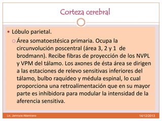 Corteza cerebral
 Lóbulo parietal.
 Área

somatoestésica primaria. Ocupa la
circunvolución poscentral (área 3, 2 y 1 de
brodmann). Recibe fibras de proyección de los NVPL
y VPM del tálamo. Los axones de ésta área se dirigen
a las estaciones de relevo sensitivas inferiores del
tálamo, bulbo raquídeo y médula espinal, lo cual
proporciona una retroalimentación que en su mayor
parte es inhibidora para modular la intensidad de la
aferencia sensitiva.

Lic. Jamnyce Altamirano

14/12/2013

 