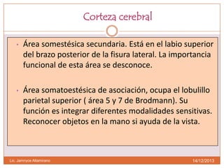 Corteza cerebral
•

Área somestésica secundaria. Está en el labio superior
del brazo posterior de la fisura lateral. La importancia
funcional de esta área se desconoce.

•

Área somatoestésica de asociación, ocupa el lobulillo
parietal superior ( área 5 y 7 de Brodmann). Su
función es integrar diferentes modalidades sensitivas.
Reconocer objetos en la mano si ayuda de la vista.

Lic. Jamnyce Altamirano

14/12/2013

 