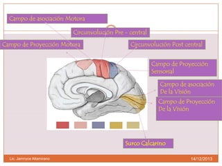 Campo de asociación Motora
Circunvolución Pre - central
Campo de Proyección Motora

Circunvolución Post central
Campo de Proyección
Sensorial

Campo de asociación
De la Visión
Campo de Proyección
De la Visión

Surco Calcarino
Lic. Jamnyce Altamirano

14/12/2013

 