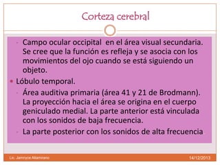 Corteza cerebral
Campo ocular occipital en el área visual secundaria.
Se cree que la función es refleja y se asocia con los
movimientos del ojo cuando se está siguiendo un
objeto.
 Lóbulo temporal.
• Área auditiva primaria (área 41 y 21 de Brodmann).
La proyección hacia el área se origina en el cuerpo
geniculado medial. La parte anterior está vinculada
con los sonidos de baja frecuencia.
• La parte posterior con los sonidos de alta frecuencia.
•

Lic. Jamnyce Altamirano

14/12/2013

 