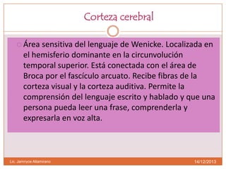 Corteza cerebral
 Área

sensitiva del lenguaje de Wenicke. Localizada en
el hemisferio dominante en la circunvolución
temporal superior. Está conectada con el área de
Broca por el fascículo arcuato. Recibe fibras de la
corteza visual y la corteza auditiva. Permite la
comprensión del lenguaje escrito y hablado y que una
persona pueda leer una frase, comprenderla y
expresarla en voz alta.

Lic. Jamnyce Altamirano

14/12/2013

 