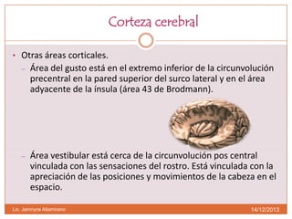 Corteza cerebral
• Otras áreas corticales.
–

Área del gusto está en el extremo inferior de la circunvolución
precentral en la pared superior del surco lateral y en el área
adyacente de la ínsula (área 43 de Brodmann).

–

Área vestibular está cerca de la circunvolución pos central
vinculada con las sensaciones del rostro. Está vinculada con la
apreciación de las posiciones y movimientos de la cabeza en el
espacio.

Lic. Jamnyce Altamirano

14/12/2013

 