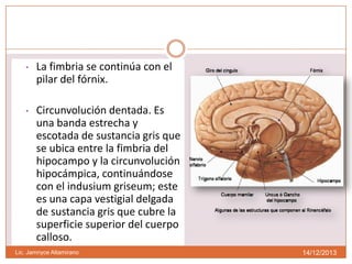 •

La fimbria se continúa con el
pilar del fórnix.

•

Circunvolución dentada. Es
una banda estrecha y
escotada de sustancia gris que
se ubica entre la fimbria del
hipocampo y la circunvolución
hipocámpica, continuándose
con el indusium griseum; este
es una capa vestigial delgada
de sustancia gris que cubre la
superficie superior del cuerpo
calloso.

Lic. Jamnyce Altamirano

14/12/2013

 