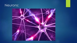 Neurons:
 