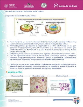 Recopilación y/o edición
MA. OLGA HERNANDEZ RODRIGUEZ
Asesor Técnico Pedagógico de Telesecundarias
Toda célula procede de otra preexistente: unidad genética
Componentes imprescindibles de las células:
1. Tienen membrana, que es una envuelta que individualiza las células y las separa del medio externo,
pero sin aislarlas, ya que se necesita nutrir y relacionar con el medio y con otras células.
2. información genética, que contiene la programación de la célula. Está formado por una gran
molécula que debe comprimirse, como si fuera un archivo en el ordenador, ya que contiene gran
cantidad de información. Normalmente es el ácido desoxirribonucleico el que se encarga de esta
función, el famoso ADN.
3. El citoplasma, medio acuoso en el que se alojan los orgánulos y donde se realiza la nutrición celular.
4. Tipos de organización celular: Todas las células tienen componentes comunes: - Membrana
plasmática. - Citoplasma con orgánulos. - Información genética en forma de ADN. Según se organice
esta información, encontramos dos tipos de células: PROCARIOTAS Y EUCARIOTAS.
5. Pared celular, es una barrera gruesa, estable y dinámica que se encuentra en distintos grupos de
organismos. La presencia de esta estructura es vital para la viabilidad de la célula, la forma de la
misma y en el caso de organismos perjudiciales, participa en su patogenicidad.
Célula de una hoja Células de la sangre Células de la piel
 