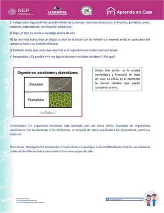 Recopilación y/o edición
MA. OLGA HERNANDEZ RODRIGUEZ
Asesor Técnico Pedagógico de Telesecundarias
1. Indaga sobre alguno de los tipos de células de tu cuerpo: neuronas, leucocitos, eritrocitos, gametos, conos,
bastones, osteoblastos, neumocitos, adipocitos.
a) Elige un tipo de célula e investiga acerca de ella.
b) En una hoja blanca haz un dibujo a color de la célula con su nombre y al reverso anota en qué parte del
cuerpo se halla y su función principal.
c) También anota qué crees que ocurriría si el organismo no contara con esa célula.
d) Respondan: ¿ Es posible vivir sin alguno de nuestros tipos celulares? ¿Por qué?
Unicelulares: Un organismo unicelular está formado por una única célula. Ejemplos de organismos
unicelulares son las bacterias o los protozoos. La mayoría de seres unicelulares son procariotas, como las
bacterias.
Pluricelular: Un organismo pluricelular o multicelular es aquél que está constituido por más de una célula las
cuales están diferenciadas para realizar funciones especializadas.
Célula: Una célula es la unidad
morfológica y funcional de todo
ser vivo. La célula es el elemento
de menor tamaño que puede
considerarse vivo.
 