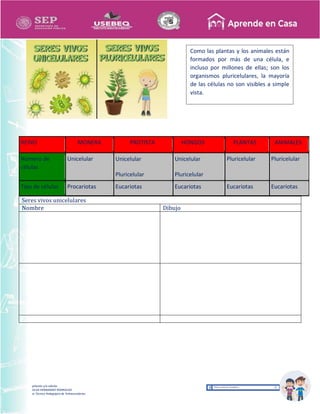 Recopilación y/o edición
MA. OLGA HERNANDEZ RODRIGUEZ
Asesor Técnico Pedagógico de Telesecundarias
REINO MONERA PROTISTA HONGOS PLANTAS ANIMALES
Número de
células
Unicelular Unicelular
Pluricelular
Unicelular
Pluricelular
Pluricelular Pluricelular
Tipo de células Procariotas Eucariotas Eucariotas Eucariotas Eucariotas
Seres vivos unicelulares
Nombre Dibujo
Como las plantas y los animales están
formados por más de una célula, e
incluso por millones de ellas; son los
organismos pluricelulares, la mayoría
de las células no son visibles a simple
vista.
 