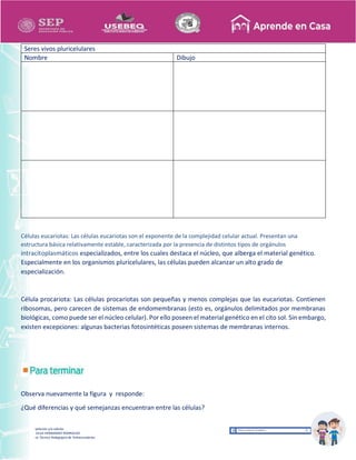 Recopilación y/o edición
MA. OLGA HERNANDEZ RODRIGUEZ
Asesor Técnico Pedagógico de Telesecundarias
Seres vivos pluricelulares
Nombre Dibujo
Células eucariotas: Las células eucariotas son el exponente de la complejidad celular actual. Presentan una
estructura básica relativamente estable, caracterizada por la presencia de distintos tipos de orgánulos
intracitoplasmáticos especializados, entre los cuales destaca el núcleo, que alberga el material genético.
Especialmente en los organismos pluricelulares, las células pueden alcanzar un alto grado de
especialización.
Célula procariota: Las células procariotas son pequeñas y menos complejas que las eucariotas. Contienen
ribosomas, pero carecen de sistemas de endomembranas (esto es, orgánulos delimitados por membranas
biológicas, como puede ser el núcleo celular). Por ello poseen el material genético en el cito sol. Sin embargo,
existen excepciones: algunas bacterias fotosintéticas poseen sistemas de membranas internos.
Observa nuevamente la figura y responde:
¿Qué diferencias y qué semejanzas encuentran entre las células?
 