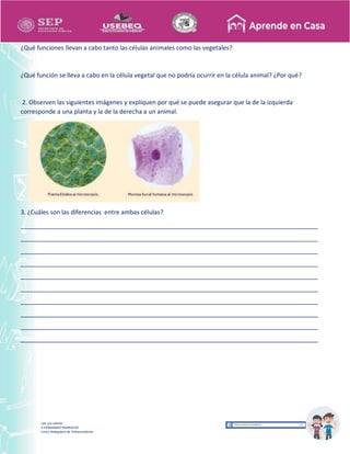 Recopilación y/o edición
MA. OLGA HERNANDEZ RODRIGUEZ
Asesor Técnico Pedagógico de Telesecundarias
¿Qué funciones llevan a cabo tanto las células animales como las vegetales?
¿Qué función se lleva a cabo en la célula vegetal que no podría ocurrir en la célula animal? ¿Por qué?
2. Observen las siguientes imágenes y expliquen por qué se puede asegurar que la de la izquierda
corresponde a una planta y la de la derecha a un animal.
3. ¿Cuáles son las diferencias entre ambas células?
_______________________________________________________________________________________
_______________________________________________________________________________________
_______________________________________________________________________________________
_______________________________________________________________________________________
_______________________________________________________________________________________
_______________________________________________________________________________________
_______________________________________________________________________________________
_______________________________________________________________________________________
_______________________________________________________________________________________
_______________________________________________________________________________________
 