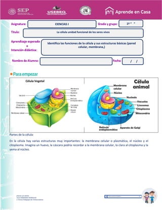 Recopilación y/o edición
MA. OLGA HERNANDEZ RODRIGUEZ
Asesor Técnico Pedagógico de Telesecundarias
Célula Vegetal
Partes de la célula:
En la célula hay varias estructuras muy importantes: la membrana celular o plasmática, el núcleo y el
citoplasma. Imagina un huevo, la cáscara podría recordar a la membrana celular, la clara al citoplasma y la
yema al núcleo.
1º “ ”
CIENCIAS I
La célula unidad funcional de los seres vivos
/ /
Identifica las funciones de la célula y sus estructuras básicas (pared
celular, membrana,)
 