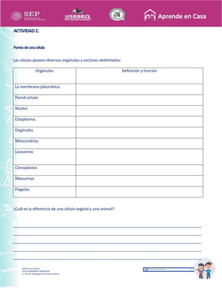 Recopilación y/o edición
MA. OLGA HERNANDEZ RODRIGUEZ
Asesor Técnico Pedagógico de Telesecundarias
ACTIVIDAD2.
Partesdeunacélula
Las células poseen diversos orgánulos y sectores delimitados:
Orgánulos Definición y función
La membrana plasmática.
Pared celular
Núcleo
Citoplasma.
Orgánulos
Mitocondrias
Lisosomas
Cloroplastos
Ribosomas
Flagelos
¿Cuál es la diferencia de una célula vegetal y una animal?
-
_______________________________________________________________________________________
_______________________________________________________________________________________
_______________________________________________________________________________________
_______________________________________________________________________________________
_______________________________________________________________________________________
 
