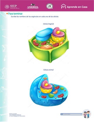 Recopilación y/o edición
MA. OLGA HERNANDEZ RODRIGUEZ
Asesor Técnico Pedagógico de Telesecundarias
Escribe los nombres de los orgánulos en cada una de las células
Célula Vegetal
Célula animal
 