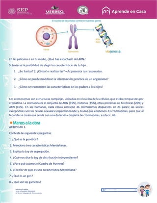 Recopilación y/o edición
MA. OLGA HERNANDEZ RODRIGUEZ
Asesor Técnico Pedagógico de Telesecundarias
En las películas o en tu medio, ¿Qué has escuchado del ADN?
Si tuvieras la posibilidad de elegir las características de tu hijo…
1. ¿Lo harías? 2. ¿Cómo lo realizarías? • Argumenta tus respuestas.
2. ¿Cómo se puede modificar la información genética de un organismo?
3. ¿Cómo se transmiten las características de los padres a los hijos?
Los cromosomas son estructuras complejas, ubicadas en el núcleo de las células, que están compuestas por
cromatina. La cromatina es el conjunto de ADN (35%), histonas (35%), otras proteínas no histónicas (20%) y
ARN (10%). En los humanos, cada célula contiene 46 cromosomas dispuestos en 23 pares; las únicas
excepciones son las células sexuales (espermatozoide y óvulo) que contienen 23 cromosomas, pero que al
fecundarse crean una célula con una dotación completa de cromosomas, es decir, 46.
ACTIVIDAD 1.
Contesta las siguientes preguntas:
1. ¿Qué es la genética?
2. Menciona tres características Mendelianas.
3. Explica la Ley de segregación.
4. ¿Qué nos dice la Ley de distribución independiente?
5. ¿Para qué usamos el Cuadro de Punnett?
6. ¿El color de ojos es una característica Mendeliana?
7. ¿Qué es un gen?
8. ¿Qué son los gametos?
 