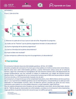 Recopilación y/o edición
MA. OLGA HERNANDEZ RODRIGUEZ
Asesor Técnico Pedagógico de Telesecundarias
ACTIVIDAD 3.
Cruza 1. Color de la flor
1. Observen el cuadro de la Cruza 1 para el color de la flor. Respondan las preguntas:
a) ¿Cuáles son los “factores” que las plantas progenitoras heredan a la descendencia?
b) ¿Cuál es el genotipo de las plantas progenitoras?
c) ¿Cuál es el fenotipo de las plantas descendientes?
d) ¿A qué se debe este resultado?
e) ¿Qué semejanzas o diferencias hay entre los progenitores y la descendencia?
El cromosoma 5 desvela claves de enfermedades genéticas (El País, 22-9-2004).
El análisis completo del cromosoma 5 humano que se hace público en el último número de la revista Nature,
desvela pistas clave sobre enfermedades genéticas y aporta información valiosa acerca de la evolución
humana, según han comentado los investigadores del Joan Genoma Instituto (JGI) y del Departamento de
Energía estadounidense, que han realizado el trabajo en colaboración con colegas del Stanford Human
Genoma Center. Es el segundo de los tres cromosomas humanos que el DOE está secuenciando en detalle.
El primero de ellos, el 19, fue presentado el pasado mes de abril.
El cromosoma 5, el mayor de los que se han completado hasta ahora, tiene 180,9 millones de letras químicas
(las A, T, G y C que forman el alfabeto genético). Son en total 923 genes, incluyendo 66 que se sabe que están
implicados en enfermedades humanas. Otras 14 dolencias parecen causadas por genes de este mismo
cromosoma, pero todavía no se han podido relacionar a un gen específico, según informan.
Pero los espacios del genoma entre los genes son tan importantes como éstos, afirma Eddy Rubín, director
del JGI. "Además de genes relacionados con enfermedades, se atisban en el cromosoma 5 otros importantes
rasgos genéticos en grandes tramos de la secuencia que no codifica para genes.
 