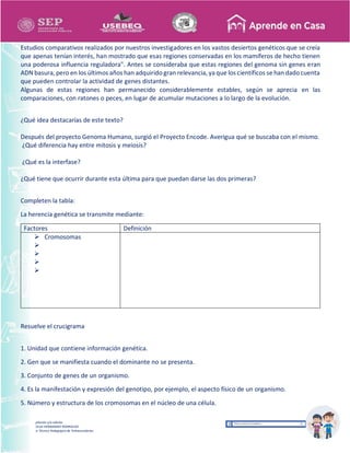 Recopilación y/o edición
MA. OLGA HERNANDEZ RODRIGUEZ
Asesor Técnico Pedagógico de Telesecundarias
Estudios comparativos realizados por nuestros investigadores en los vastos desiertos genéticos que se creía
que apenas tenían interés, han mostrado que esas regiones conservadas en los mamíferos de hecho tienen
una poderosa influencia reguladora". Antes se consideraba que estas regiones del genoma sin genes eran
ADN basura, pero en los últimos años han adquirido gran relevancia, ya que los científicos se han dado cuenta
que pueden controlar la actividad de genes distantes.
Algunas de estas regiones han permanecido considerablemente estables, según se aprecia en las
comparaciones, con ratones o peces, en lugar de acumular mutaciones a lo largo de la evolución.
¿Qué idea destacarías de este texto?
Después del proyecto Genoma Humano, surgió el Proyecto Encode. Averigua qué se buscaba con el mismo.
¿Qué diferencia hay entre mitosis y meiosis?
¿Qué es la interfase?
¿Qué tiene que ocurrir durante esta última para que puedan darse las dos primeras?
Completen la tabla:
La herencia genética se transmite mediante:
Factores Definición
 Cromosomas




Resuelve el crucigrama
1. Unidad que contiene información genética.
2. Gen que se manifiesta cuando el dominante no se presenta.
3. Conjunto de genes de un organismo.
4. Es la manifestación y expresión del genotipo, por ejemplo, el aspecto físico de un organismo.
5. Número y estructura de los cromosomas en el núcleo de una célula.
 