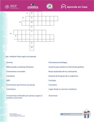 Recopilación y/o edición
MA. OLGA HERNANDEZ RODRIGUEZ
Asesor Técnico Pedagógico de Telesecundarias
1. G
3.
2. E
N
E
4.
T
5. I
C
A
Une mediante líneas según corresponda
Genoma Cromosomas homólogos
ADN asociado a proteínas (histonas) Sustancia que contiene la información genética
Cromosomas no sexuales Brazos duplicados de los cromosomas
Cromáticas Conjunto de los genes de un organismo
ADN Cariotipo
Cromosomas que forman una pareja Cromatina
Centrómero Lugar donde se unen las cromáticas
Cromosomas ordenados por parejas, según su
tamaño y estructura
Autosomas
 