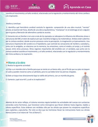 Recopilación y/o edición
MA. OLGA HERNANDEZ RODRIGUEZ
Asesor Técnico Pedagógico de Telesecundarias
coordina el movimiento y el tallo cerebral, relacionado con la regulación y mantenimiento del ritmo cardíaco
y la respiración.
Analiza y concluye:
1. Identifica qué hemisferio cerebral controla lo siguiente: composición de una obra musical, “nervios”
previos al examen de Física, diseño de una obra arquitectónica, “mariposas” en el estómago al ver a alguien
que te gusta y liberación de adrenalina cuando te asustas.
2. Comenta con un familiar si en uno o más de los ejemplos se sobrepone la influencia de diferentes áreas o
estructuras del SNC y traten de explicar por qué. Coordina la lógica y las matemáticas. Ambos están cubiertos
por la corteza cerebral, donde ocurren procesos como la percepción, la imaginación y el pensamiento. Una
estructura importante del cerebro es el hipotálamo, que controla las sensaciones de hambre y saciedad y,
junto con la amígdala, se relaciona con la memoria, las emociones, como el miedo y el enojo, y el instinto
sexual, entre otros procesos. Otras regiones importantes del encéfalo son: el cerebelo, que junto con la
corteza cerebral coordina el movimiento, y el tallo cerebral, relacionado con la regulación y mantenimiento
del ritmo cardíaco y la respiración.
1. Realiza la siguiente actividad:
a) Elije a un miembro de tu familia para que se siente en un banco alto, con el fin de que sus pies no toquen
el suelo y puedan moverse como un péndulo, para lo cual debe tener las piernas relajadas.
b) Dale un toque leve directamente bajo la rodilla del primero, con un martillo de goma.
2. Contesta: ¿qué ocurrió?, ¿cuál es la explicación?
Además de los actos reflejos, el sistema nervioso regula también las actividades del cuerpo con sustancias
conocidas como hormonas, que funcionan como mensajeras que llevan órdenes hasta órganos, tejidos y
células específicos. Estas órdenes son recibidas sólo por las células que poseen los receptores específicos
para captarlas y ejecutarlas. Por esto se dice que las hormonas llevan las instrucciones hasta sus células
blanco (como si se tratara de “tiro al blanco”).
 