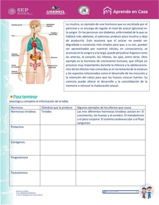 Recopilación y/o edición
MA. OLGA HERNANDEZ RODRIGUEZ
Asesor Técnico Pedagógico de Telesecundarias
Investiga y completa la información de la tabla
Hormona Glándula que la produce Algunos ejemplos de los efectos que causa
Hormonas tiroideas Tiroides Las tres diferentes hormonas tiroideas actúan en: El
crecimiento, los huesos y el cerebro. El metabolismo
y el peso corporal. El sistema cardiovascular y el flujo
sanguíneo
Prolactina
Estrógenos
Progesterona
Testosterona
La insulina, es ejemplo de una hormona que es secretada por el
páncreas y se encarga de regular el nivel de azúcar (glucosa) en
la sangre. En las personas con diabetes, enfermedad de la que se
hablará más adelante, el páncreas produce poca insulina o deja
de producirla. Esto ocasiona que el azúcar no pueda ser
degradada a sustancias más simples para que, a su vez, puedan
ser aprovechadas por nuestras células; en consecuencia, se
acumula en la sangre y a la larga, puede perjudicar órganos como
las arterias, el corazón, los riñones, los ojos, entre otros. Otro
ejemplo es la hormona de crecimiento humano, que influye en
procesos muy importantes durante la infancia y la adolescencia.
Uno de los efectos más conocidos es el incremento de la estatura
y los aspectos relacionados como el desarrollo de los músculos y
la retención del calcio para que los huesos crezcan fuertes. Su
carencia puede alterar el desarrollo y la consolidación de la
memoria o retrasar la maduración sexual.
 