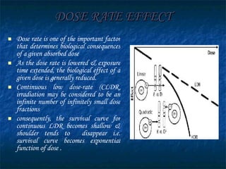 DOSE RATE EFFECT Dose rate is one of the important factor that determines biological consequences of a given absorbed dose  As the dose rate is lowered & exposure time extended, the biological effect of a given dose is generally reduced. Continuous low dose-rate (CLDR) irradiation may be considered to be an infinite number of infinitely small dose fractions  consequently, the survival curve for continuous LDR becomes shallow & shoulder tends to  disappear i.e. survival curve becomes exponential function of dose . 