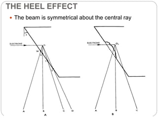THE HEEL EFFECT
 The beam is symmetrical about the central ray
 