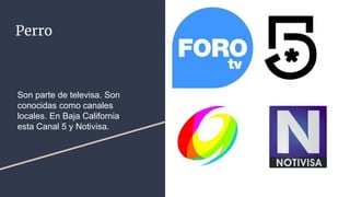 Perro
Son parte de televisa. Son
conocidas como canales
locales. En Baja California
esta Canal 5 y Notivisa.
 