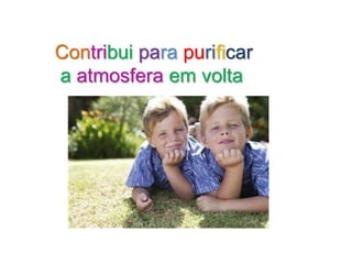 Contribui para purificar
a atmosfera em volta
 