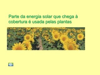 Parte da energia solar que chega à
cobertura é usada pelas plantas
 