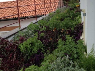 Telhado verde casos2