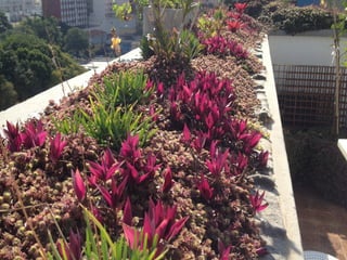 Telhado verde casos2