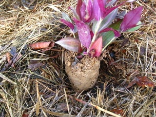Telhado verde casos2