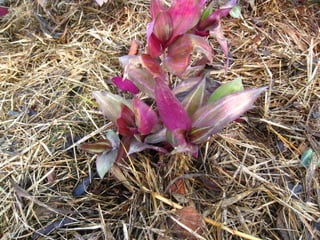 Telhado verde casos2