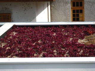 Telhado verde casos2