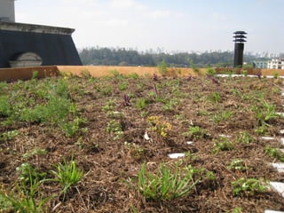 Telhado verde casos2